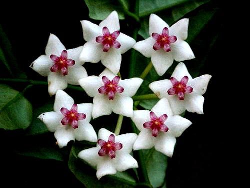 Leptadenia pyrotechnica